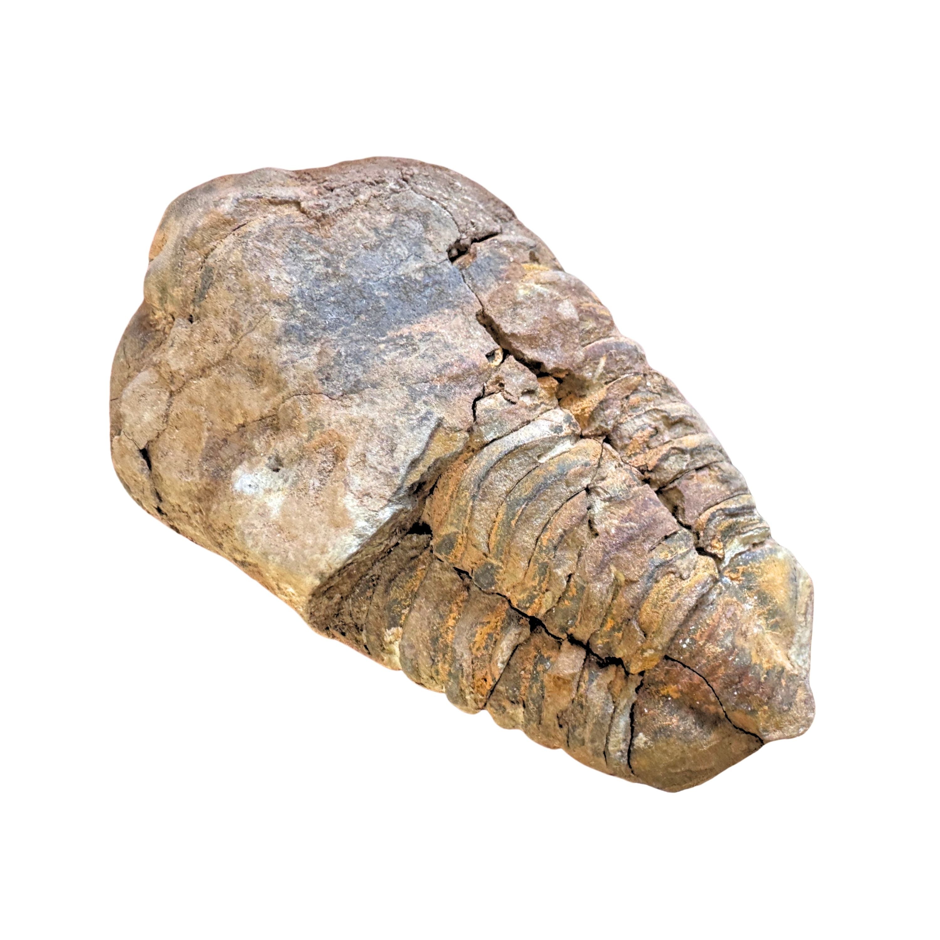 Trilobite Fossil