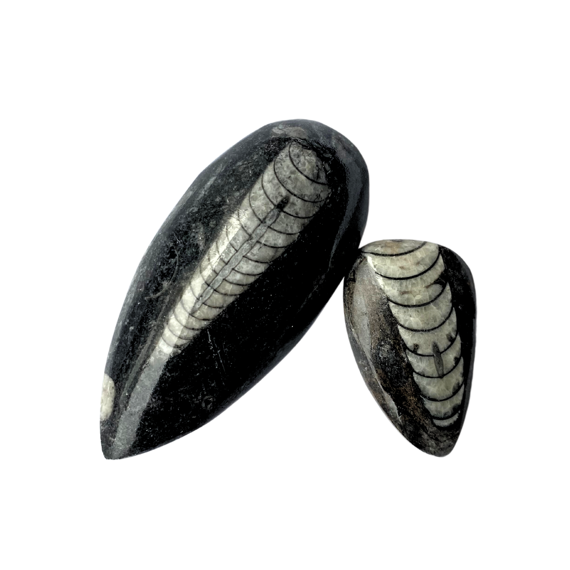 Orthoceras Fossil
