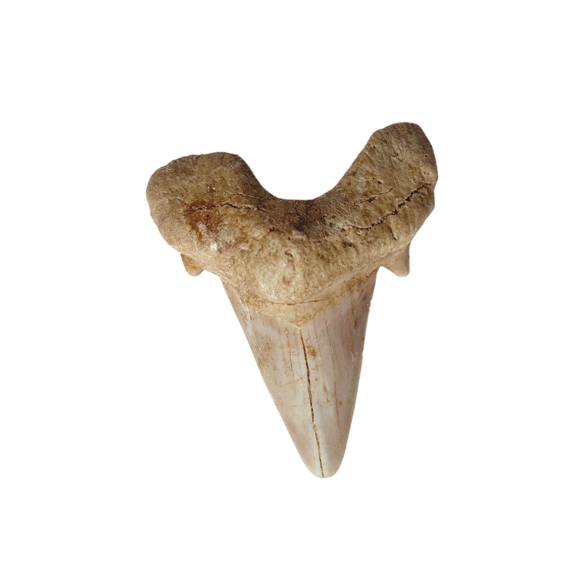 Fossilised Shark Sooth
