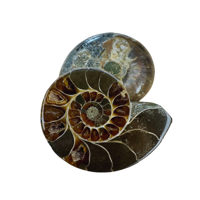 Ammonite fossil (pair)