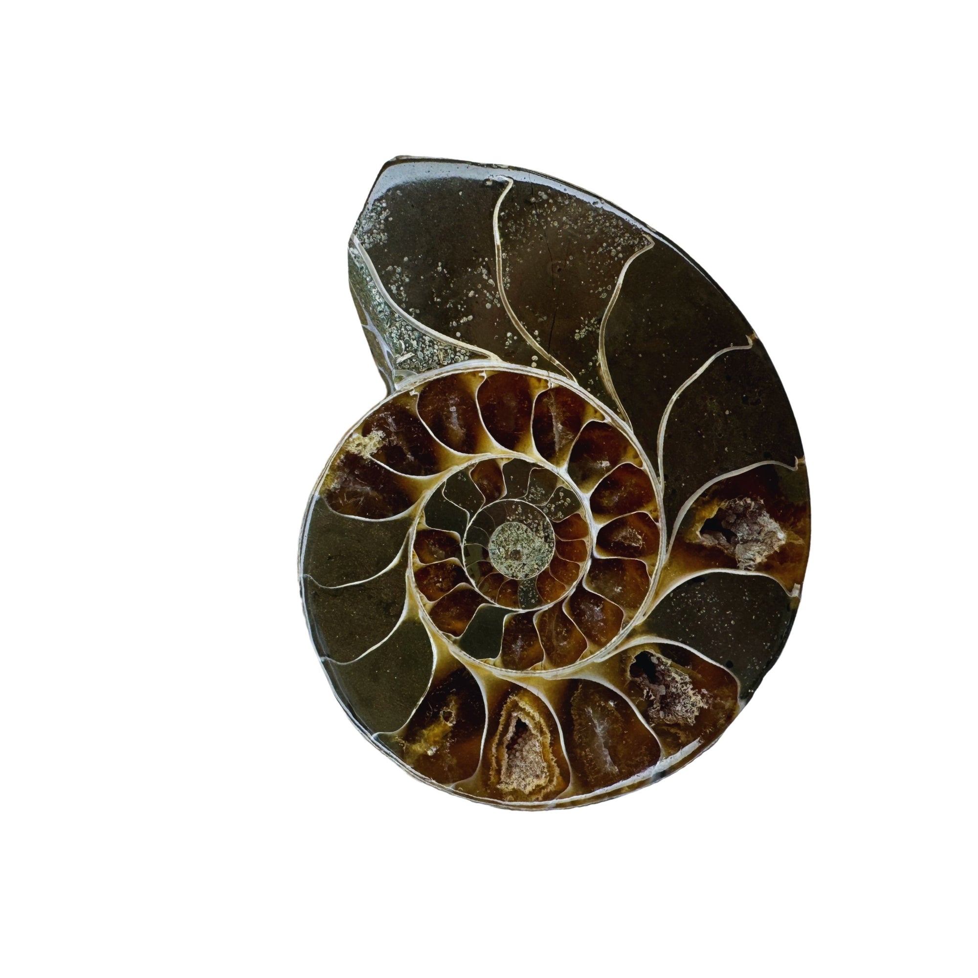 Ammonite fossil (half)