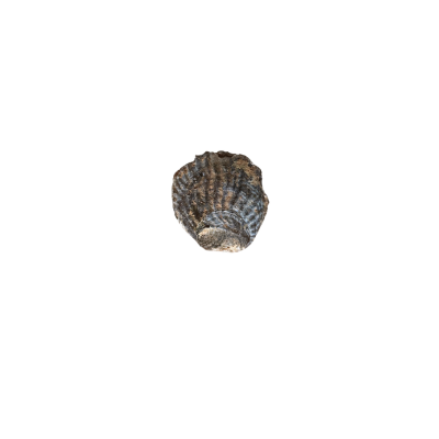 Clam fossil