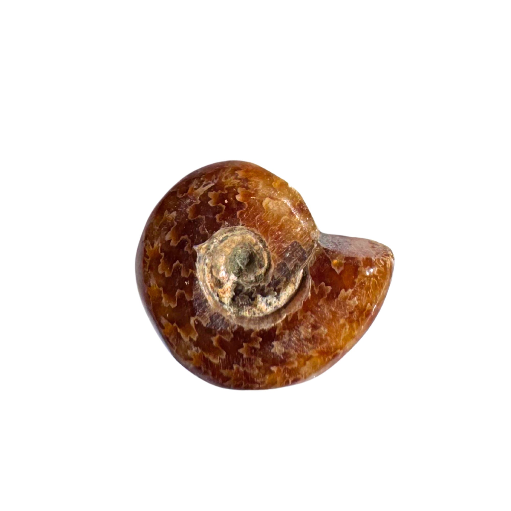Ammonite Whole Mini