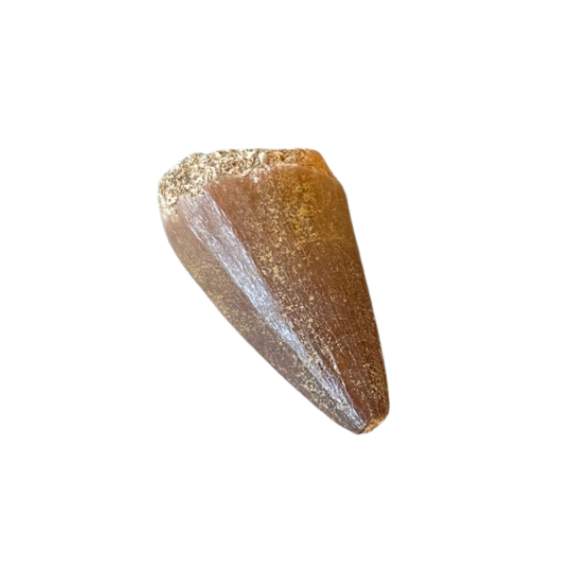 Mosasaur Tooth Fossil