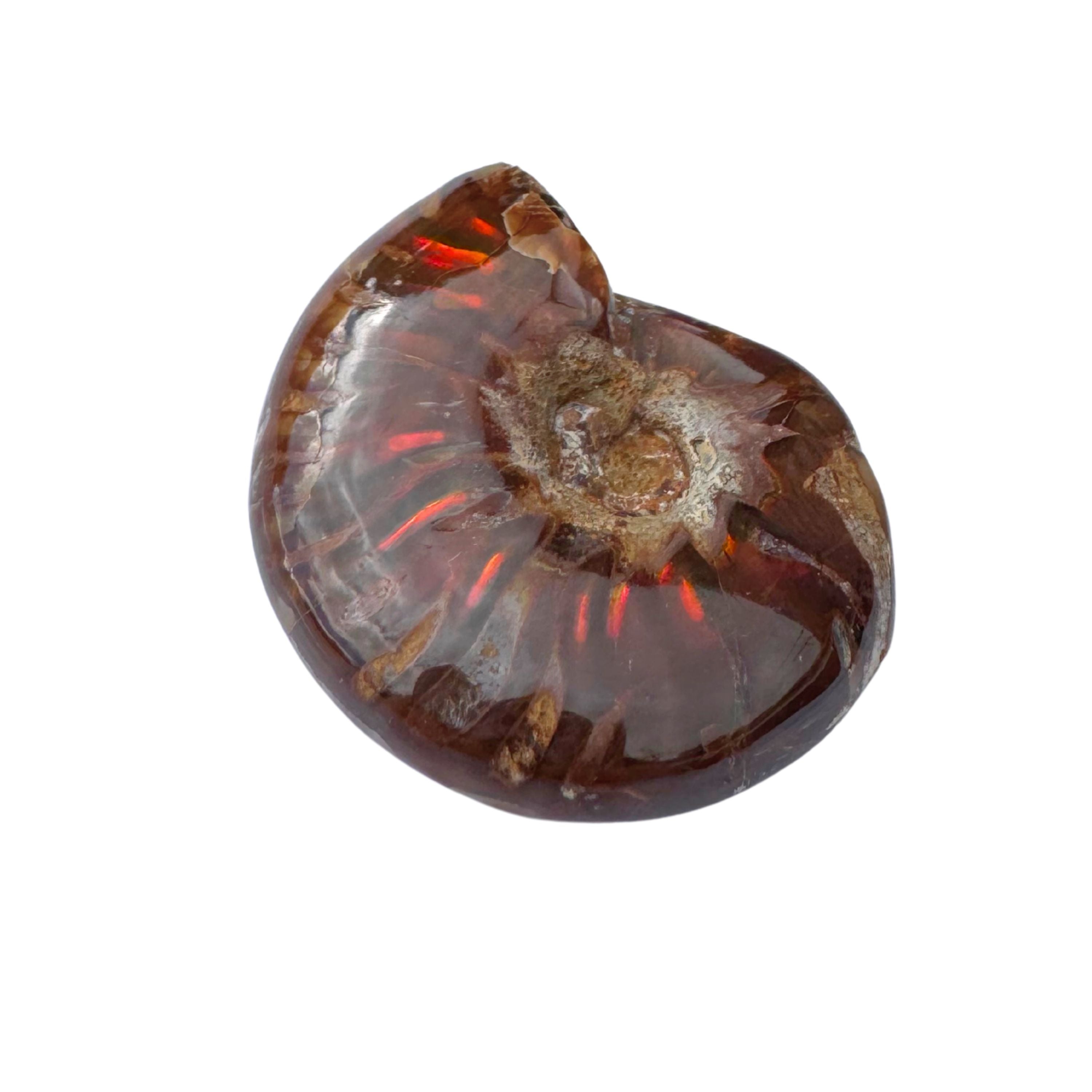 Ammonite whole